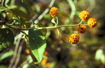 Buddleja globosa